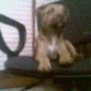 mi cachorra
